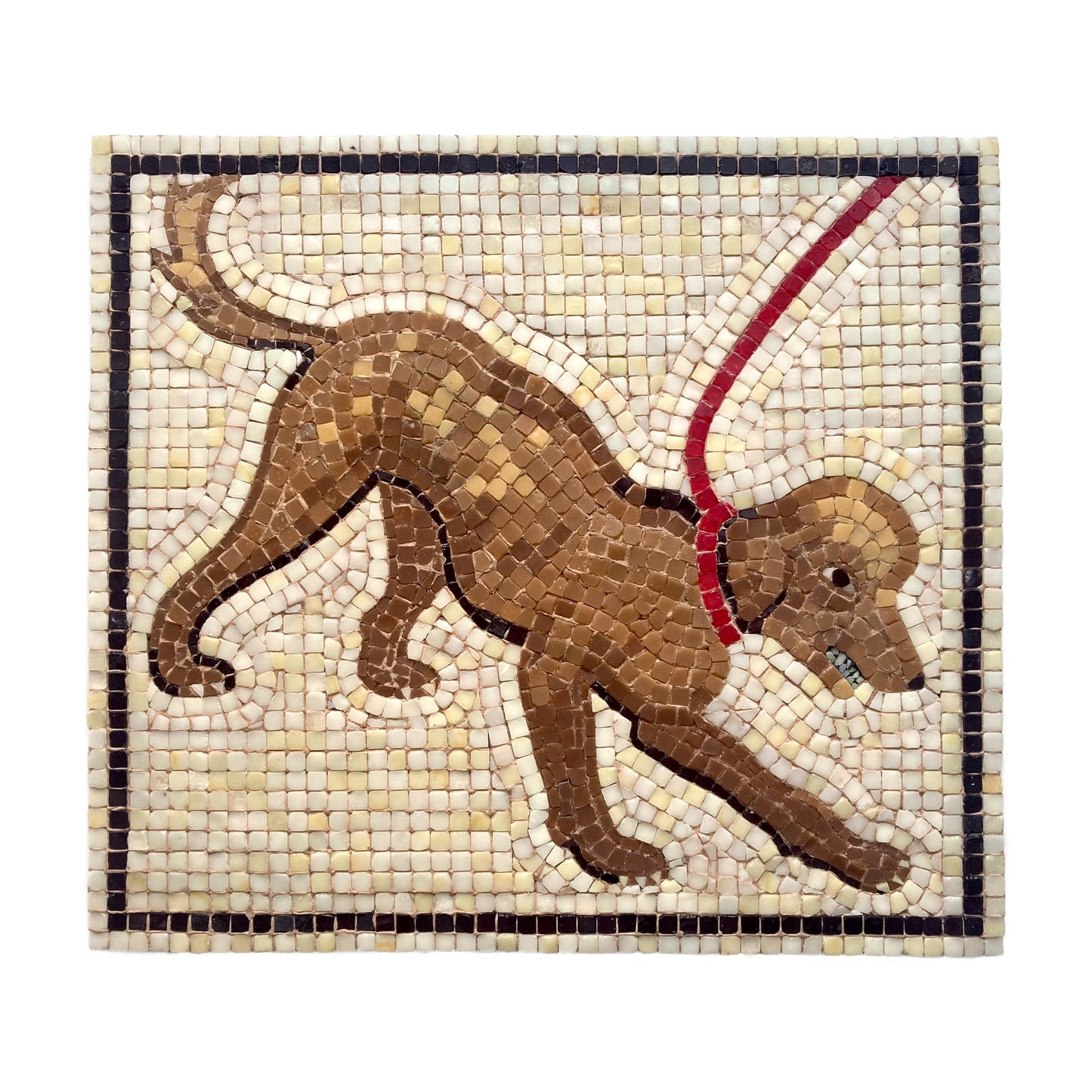 Sophie Lloyd, Semi-domesticated Poodle