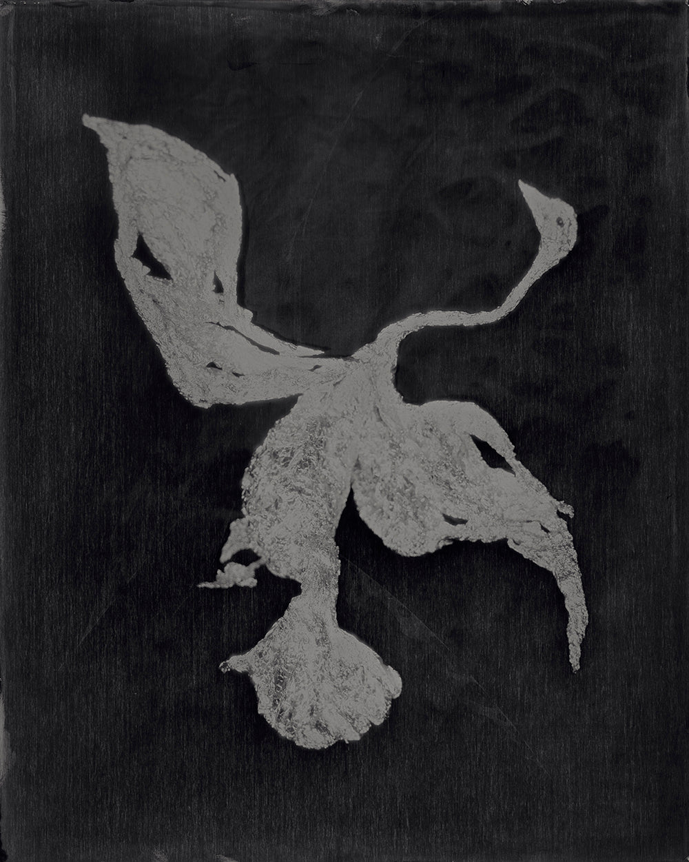 Kasia Wozniak, Cygnus (POS ONLY, NOT LIVE ON WEBSITE)