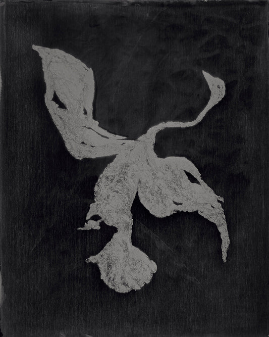 Kasia Wozniak, Cygnus (POS ONLY, NOT LIVE ON WEBSITE)